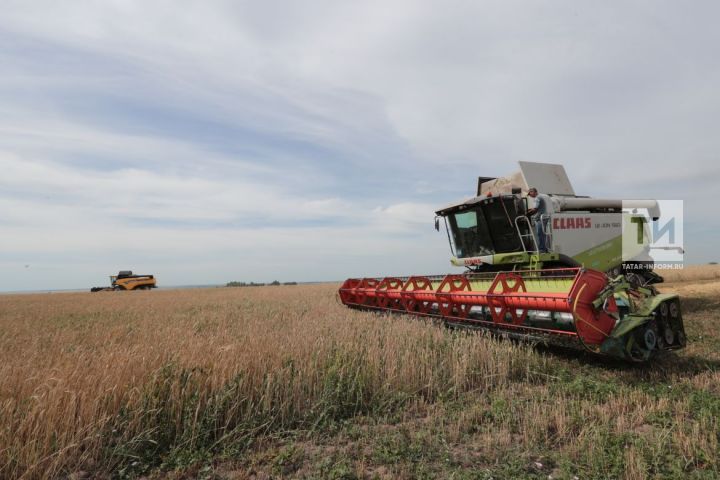 В Татарстане зерновые культуры убраны с 43 процентов площадей